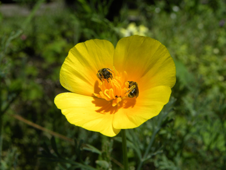 Bees in the flower. Fotografía Joseba Egaña. Arotz-enea. Hondarribia. 2010.